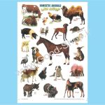 برچسب آموزشی حیوانات اهلی کد 022